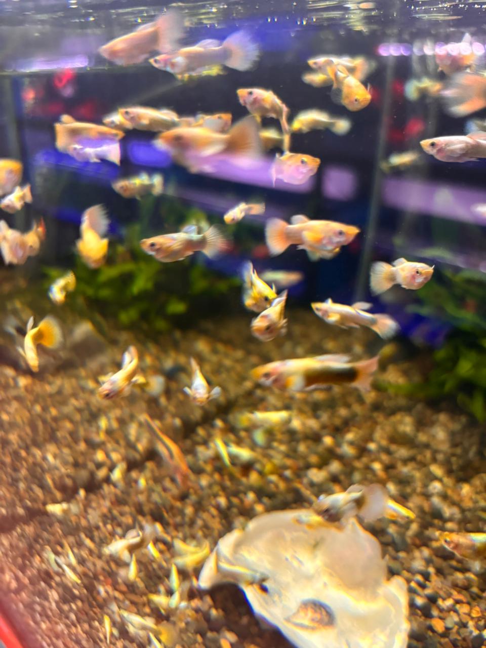 guppy