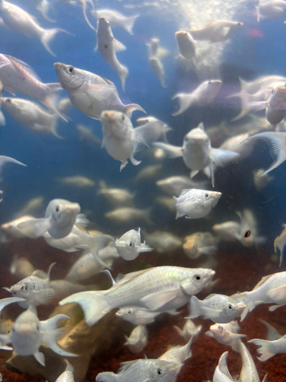 Ikan Moli