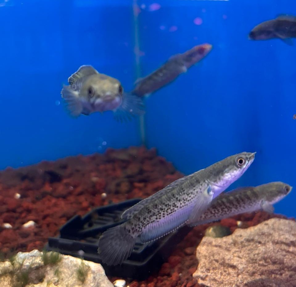 Ikan Channa